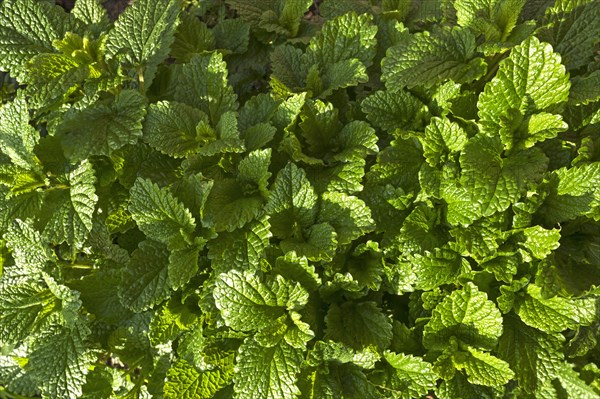 Leaves of lemon balm (Melissa officinalis)