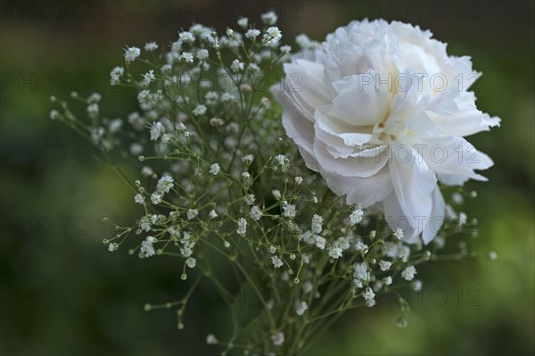 Peony (Paeonia sp.) with baby's breath (Gypsophila paniculata)