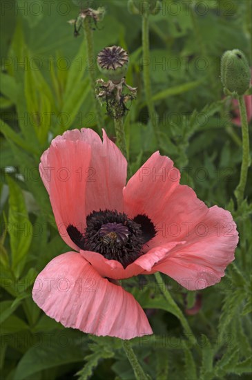 Oriental poppy (Papaver orientale) flower and seed head