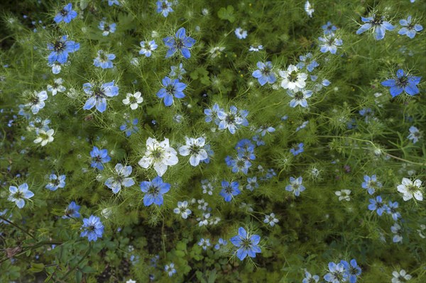 Flowering Love-in-a-mist (Nigella damascena)