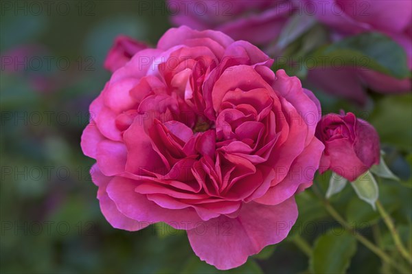 Flowering Karina roses (Rosa sp.)