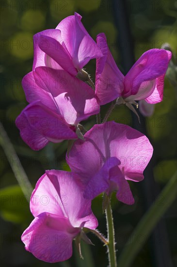 Sweet Pea (Lathyrus odoratus)