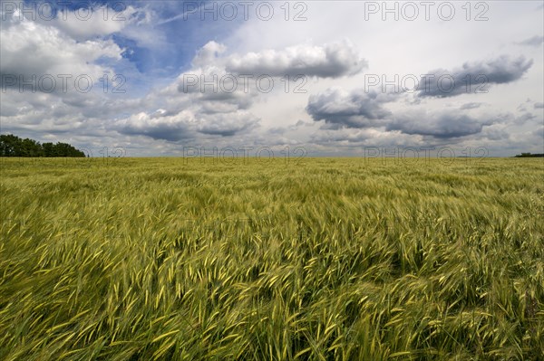 Waving Barley field (Hordeum) with cloudy sky