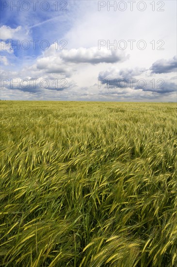 Waving Barley field (Hordeum) with cloudy sky