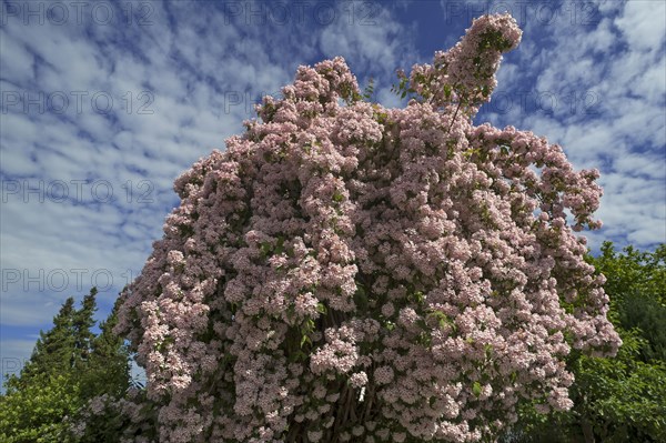 Blossoming Weigela (Weigela florida) against cloudy sky