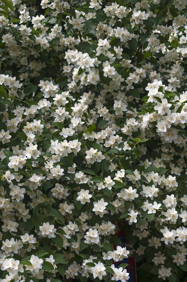 Blossoming Sweet Mock-orange