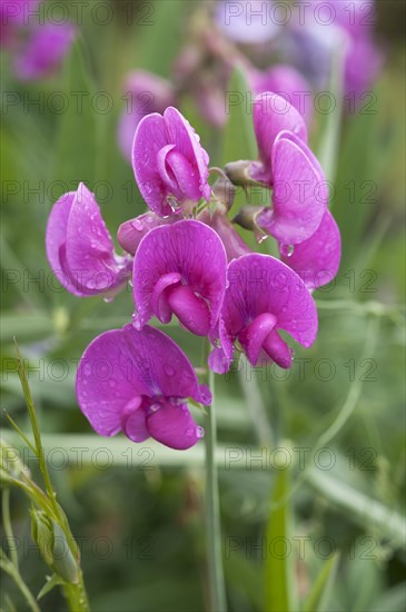 Sweet pea (Lathyrus odoratus) with raindrops