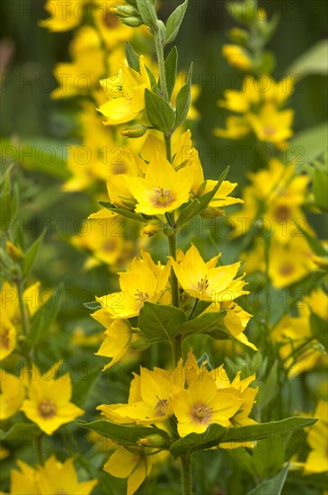 Garden Loosestrife (Lysimachia vulgaris)