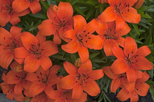 Orange Tiger Lilies (Lilium lancifolium)