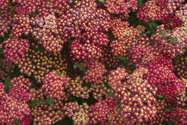 Red Yarrow (Achillea millefolium)