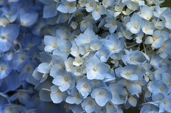 Blossoming Hydrangea (Hydrangea sp.)