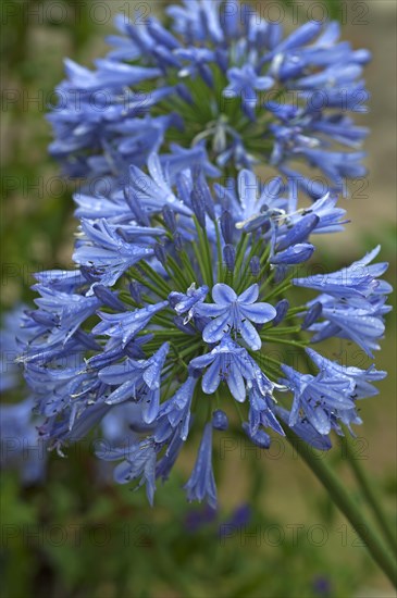 Agapanthus flowers (Agapanthus sp.) with raindrops