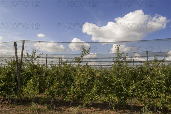 Apple orchard with hail protection nets