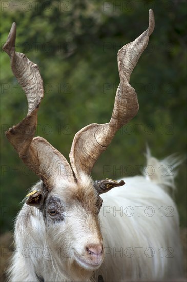 Girgentana goat (Capra)