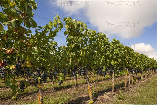 Blue grapes on vines