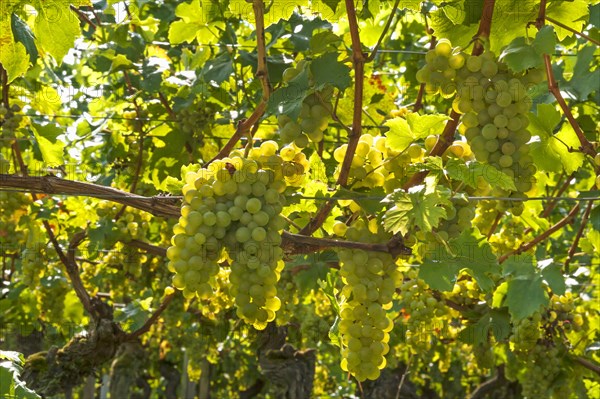 White grapes on vine