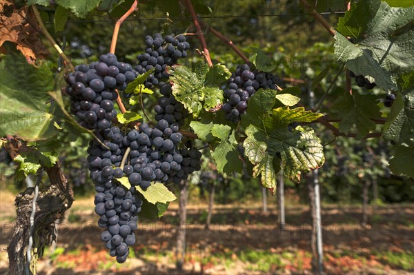 Ripe blue grapes on vines