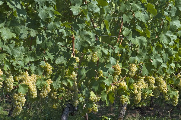 White grapes on vines