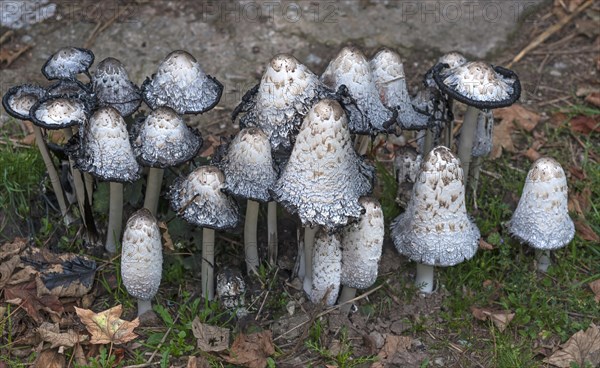 Shaggy ink caps