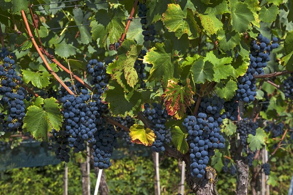 Blue grapes on vine