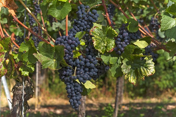 Ripe blue grapes on vines