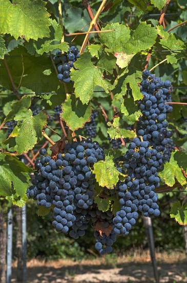 Blue grapes on vine