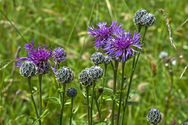 Greater knapweed (Centaurea scabiosa)