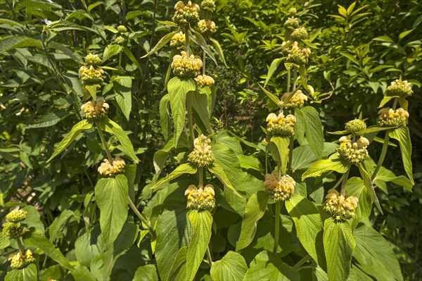 Turkish sage (Phlomis russeliana)