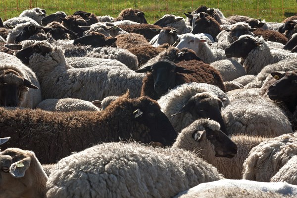 Sheep crammed together