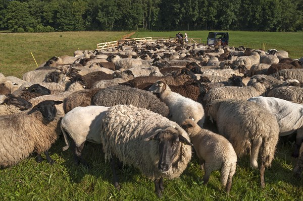 Sheep crammed together