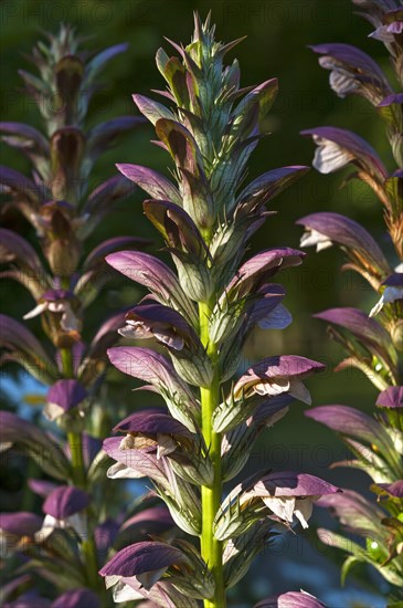 Hungarian Bear's-breeches (Acanthus hungaricus)