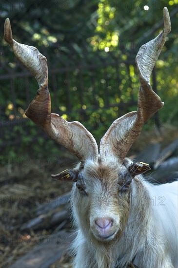 Girgentana goat (Capra)