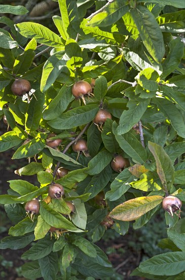 Common medlar with fruits (Mespilus germanica)