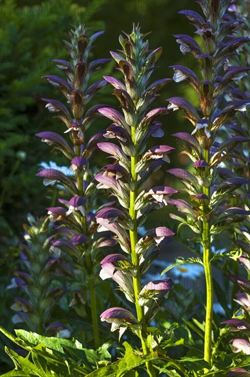 Hungarian Bear's-breeches (Acanthus hungaricus)