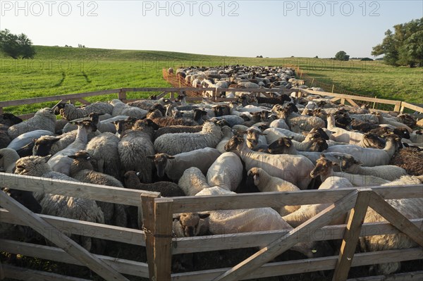 Sheep in the pen on a pasture