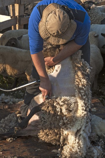 Shearer shearing sheep