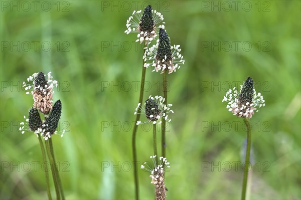 English plantain (Plantago lanceolate)