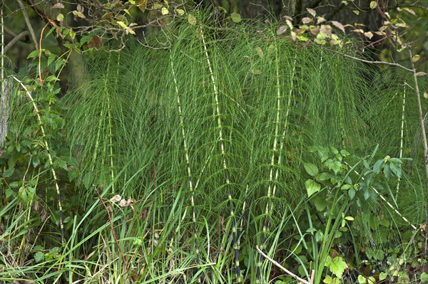 Great horsetail or northern giant horsetail (Equisetum telmateia)