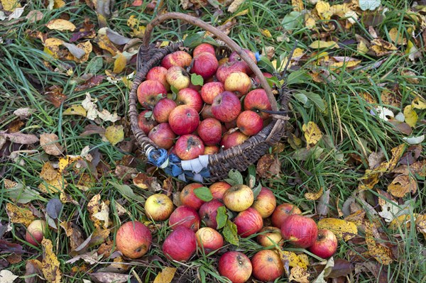 Freshly picked Cox apples (Malus domestica) in basket on autumnal meadow