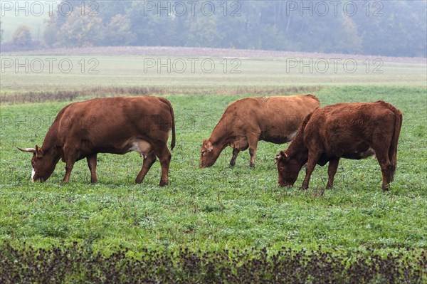 Grazing Salers cattle