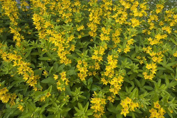 Lysimachia (Lysimachia)