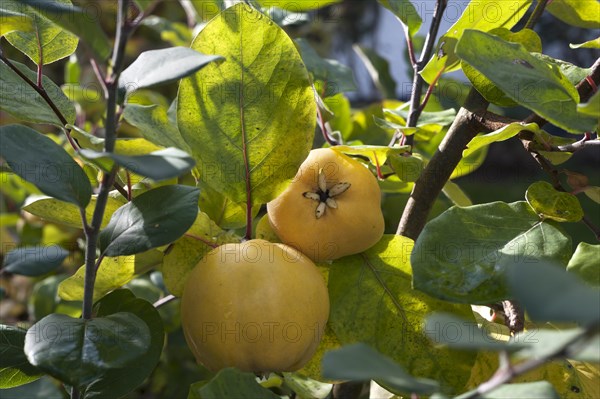 Ripe quinces (Cydonia oblonga) on tree