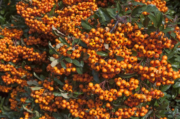 Firethorn (Pyracantha sp.) with berries