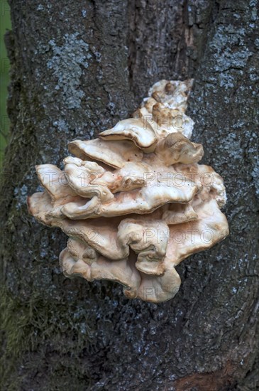 Bracket fungus (Fomitopsis sp.) on cherry tree (Prunus sp.)