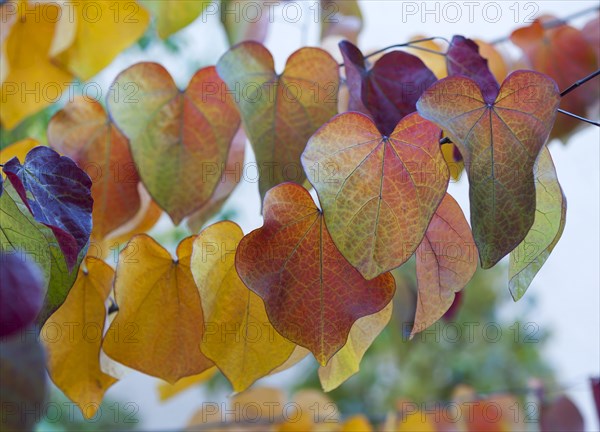 Leaves in autumn colors