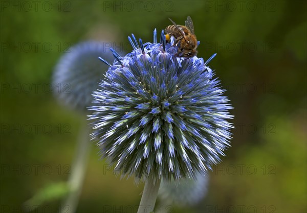 Honey bee (Apis sp.) on glandular globe-thistle (Echinops sphaerocephalus)