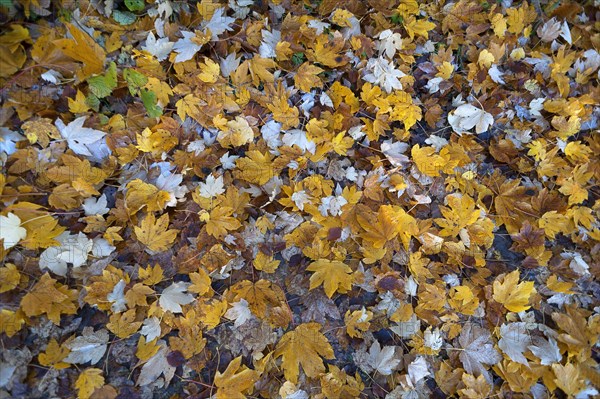 Field maple (Acer campestre) leaves on ground
