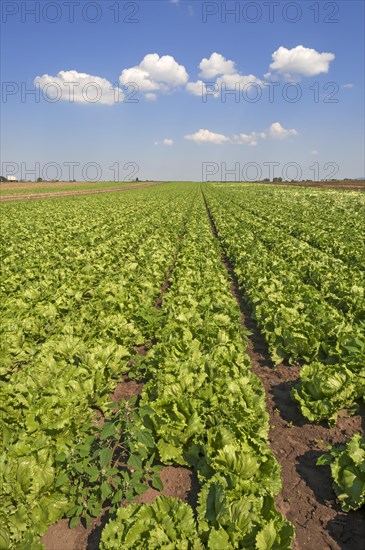 Salat