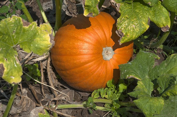 Hokkaido pumpkin