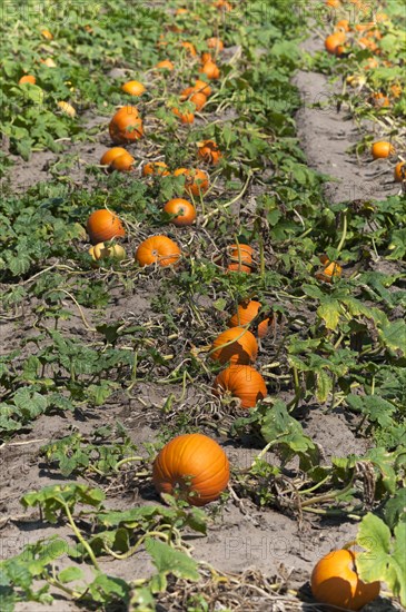 Hokkaido pumpkin